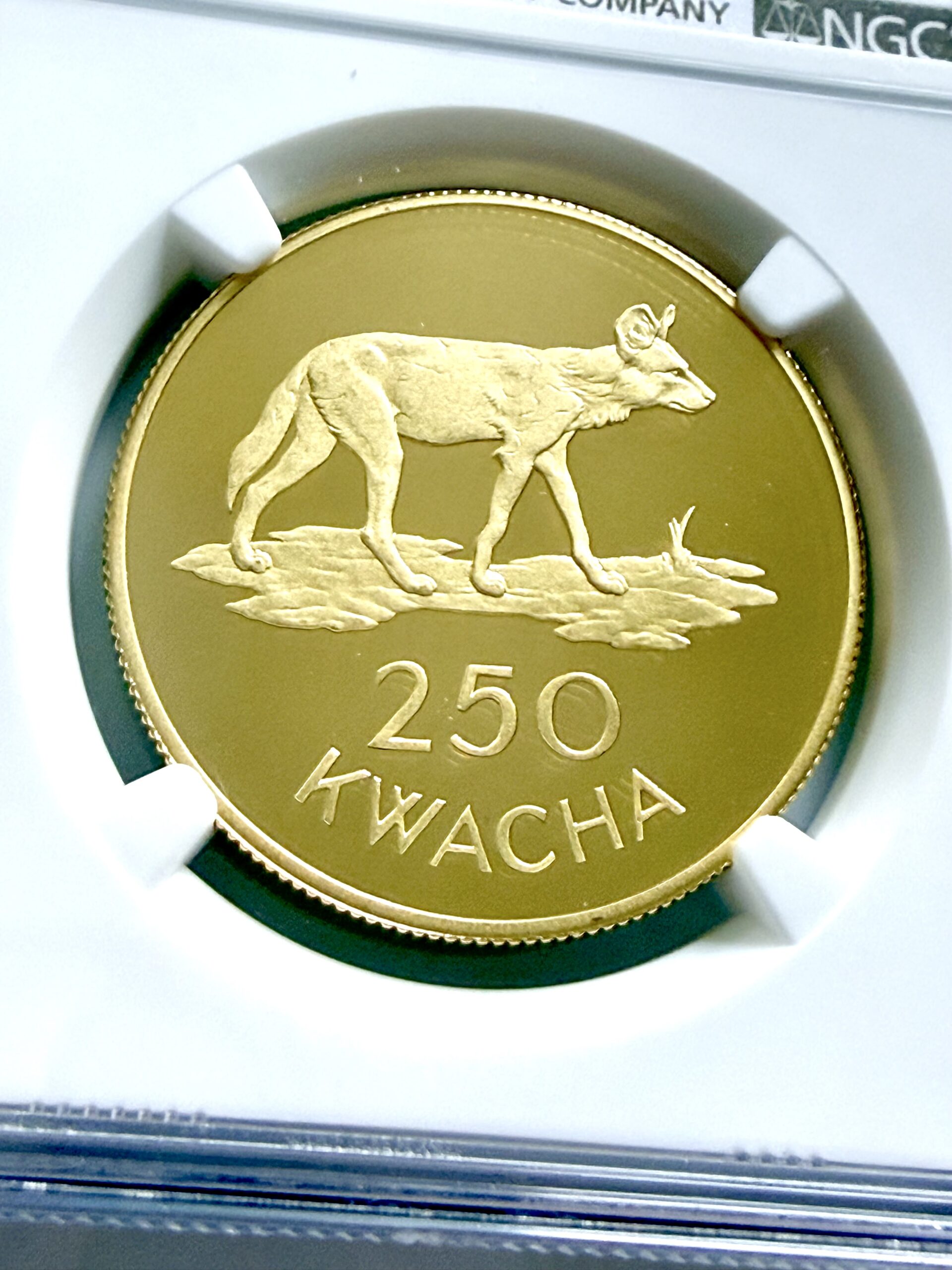 sambia-1979-250-kwacha-african-wild-dog-conservation-series-gold-proof-ngc-pf69-ultra-cameo_5 Sambia 1979 250 Kwacha Goldmünze African Wild Dog in NGC-Holder mit Proof-Bewertung PF69 Ultra Cameo.